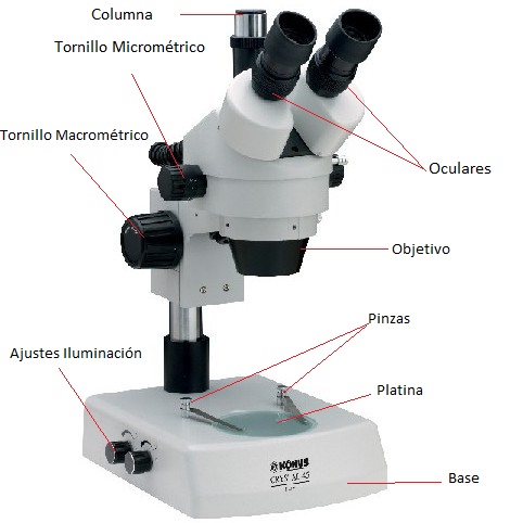 microscopio - fig2