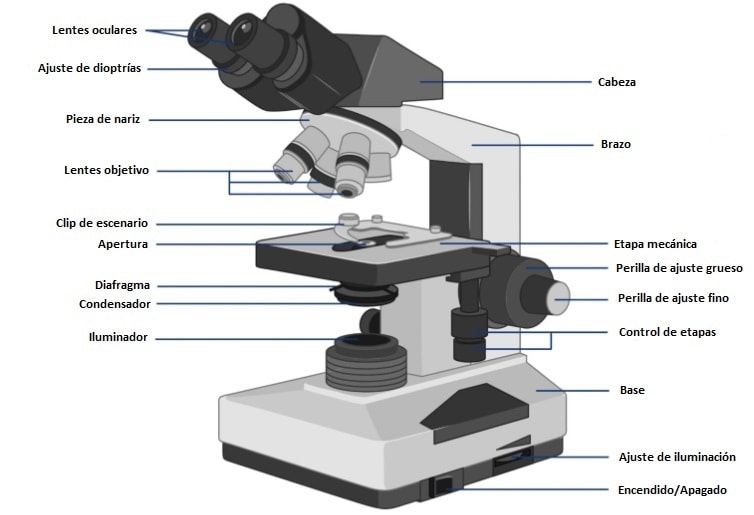 microscopio - fig3