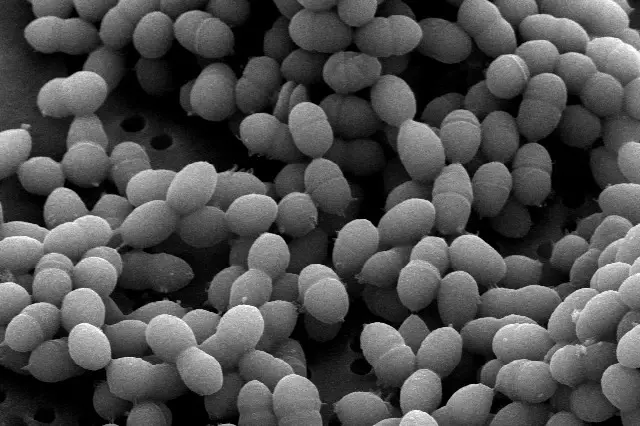 microscopio - fig5