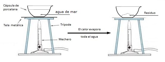 capsula - fig1
