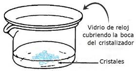 capsula - fig5